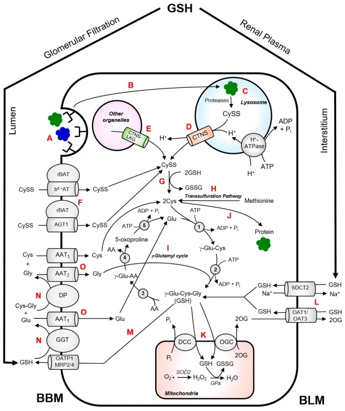 Intermediary thiol metabolism in renal proximal tubular cells (Sumayao et al., 2018)
